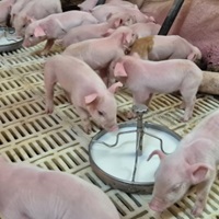 Ferkel bei der Sau trinken Milch