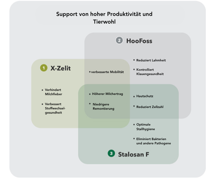 Lang lebende Kuh Bild 2