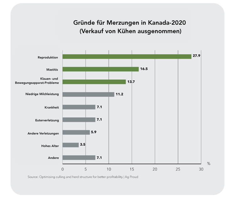 Lang lebende Kuh Bild 1